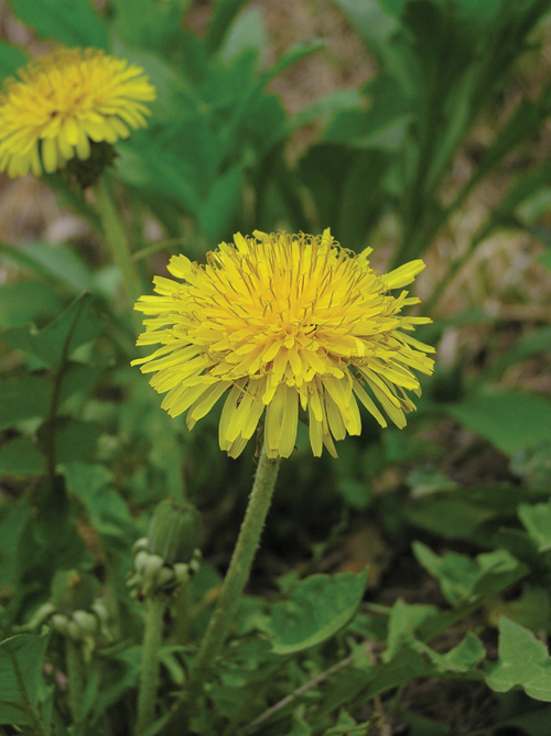 무슨 애가 이렇게 민들레지