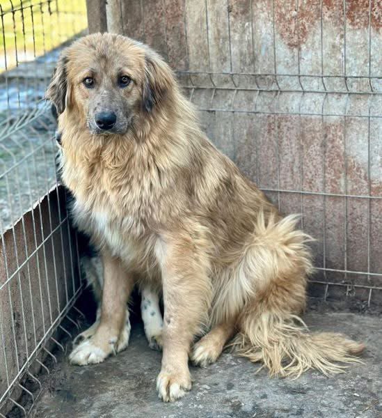 ProDogRomania tweet media