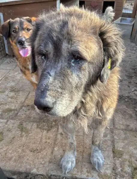 ProDogRomania (@prodogromania) on Twitter photo 🆘🆘 Herdenschutzhund-NOTFÄLLE 2025 🆘🆘
o BLEAK ♂: körperlich und seelisch stark angeschlagen
prodogromania.de/alle-hunde/ble…
📧 Kontakt bei Fragen ausschließlich an: info@prodogromania.de 🆘🆘 Herdenschutzhund-NOTFÄLLE 2025 🆘🆘
o BLEAK ♂: körperlich und seelisch stark angeschlagen
prodogromania.de/alle-hunde/ble…
📧 Kontakt bei Fragen ausschließlich an: info@prodogromania.de