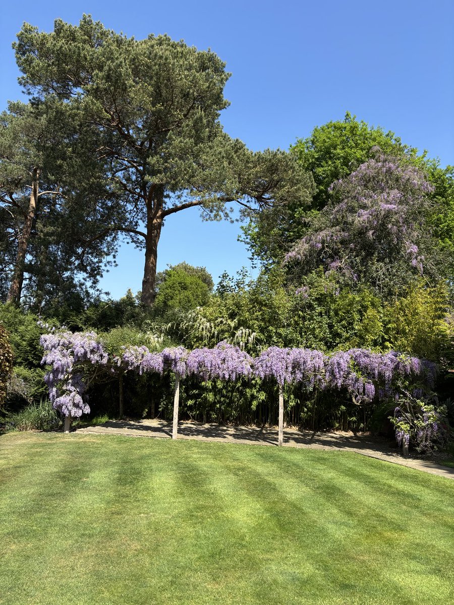 Ewen Murray (@ewenmurray77) on Twitter photo <a href="/TonyJohnstone56/">Tony Johnstone</a> Johnstone; welcome back to civilisation! My annual photo of the Wisteria which is quite handsome this year. The white ones are about to blossom. Rumour has it we’re together doing the Senior Open in July? Please tell me, it’s just a rumour! <a href="/TonyJohnstone56/">Tony Johnstone</a> Johnstone; welcome back to civilisation! My annual photo of the Wisteria which is quite handsome this year. The white ones are about to blossom. Rumour has it we’re together doing the Senior Open in July? Please tell me, it’s just a rumour!