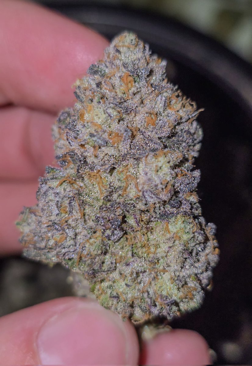 First look -🃏 𝑹𝒊𝒅𝒅𝒂𝒍𝒍𝒂𝒓 𝒙 𝑹𝒂𝒓𝒆 𝑪𝒂𝒏𝒅𝒊 🍬
<a href="/Grandiflora510/">Grandiflora Genetics</a> <a href="/supremeseedbank/">Supreme Seedbank & Clones</a> 

Overwhelming candy nose up front. almost like blueberry heavy, super sweet candy with that gas behind it. this is going to be extremely tasty.

🫡

#WeedLovers #grownyourown