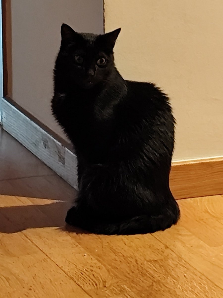 paula peralta pozanco. 🖤🤍 (@paulapattata) on Twitter photo 