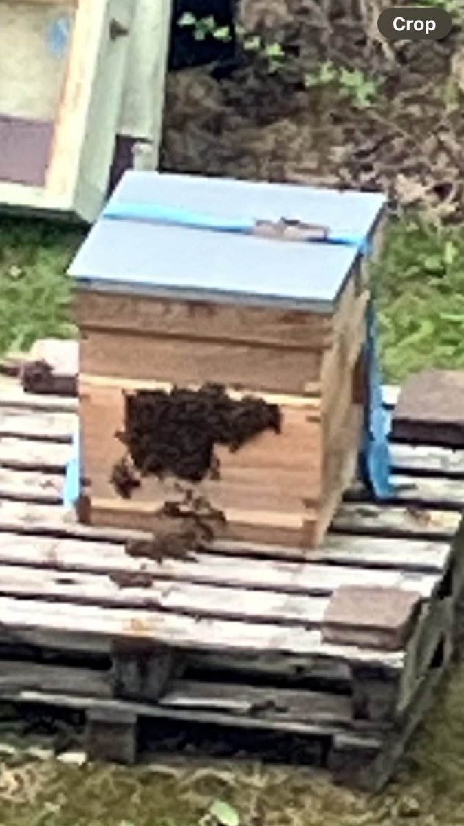 Gradually making their way indoors!