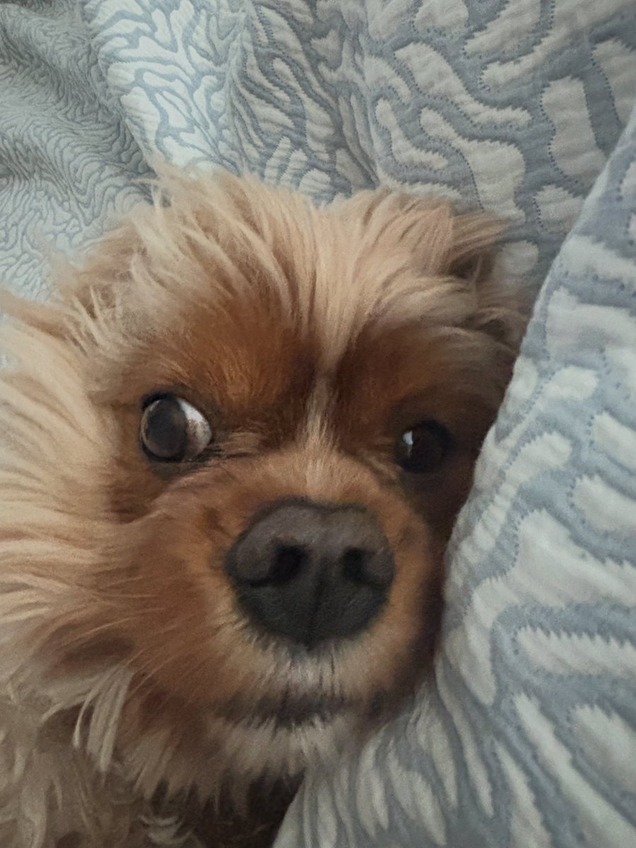 rebeccawetteman's tweet photo. Some rest on the weekend. Patrick recharges on Friday to prepare for an active, action-packed Saturday and Sunday! Wishing everyone a restful (or active) weekend.
#PatrickFriday #Dogs #DogsLife #DogMama #DogsAreFamily #DogsOfX #WeekendVibes https://t.co/FeJufoCk4D