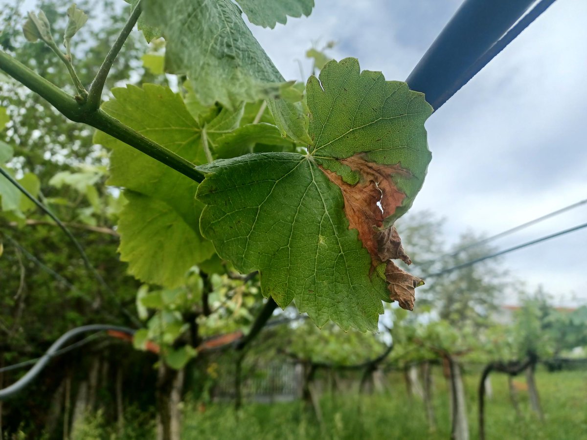 depo_es's tweet photo. Atención nas viñas!

🍇 Areeiro recomenda revisalas ante a aparición das primeiras manchas e síntomas de mildio

A Estación Fitopatolóxica tamén aposta por instalar trampas de feromonas ante as primeiras capturas de Cydia pomonella e  crisálides nas sebes e plantas de buxo https://t.co/CgzLrQVb6D