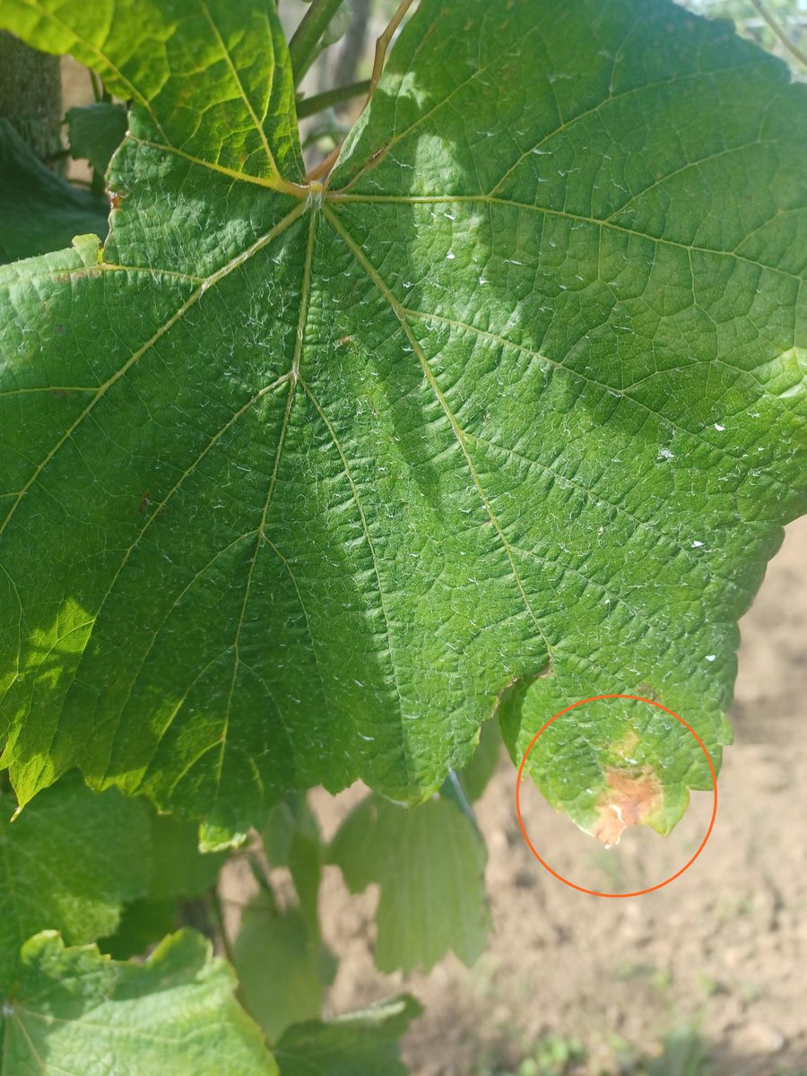 depo_es's tweet photo. Atención nas viñas!

🍇 Areeiro recomenda revisalas ante a aparición das primeiras manchas e síntomas de mildio

A Estación Fitopatolóxica tamén aposta por instalar trampas de feromonas ante as primeiras capturas de Cydia pomonella e  crisálides nas sebes e plantas de buxo https://t.co/CgzLrQVb6D