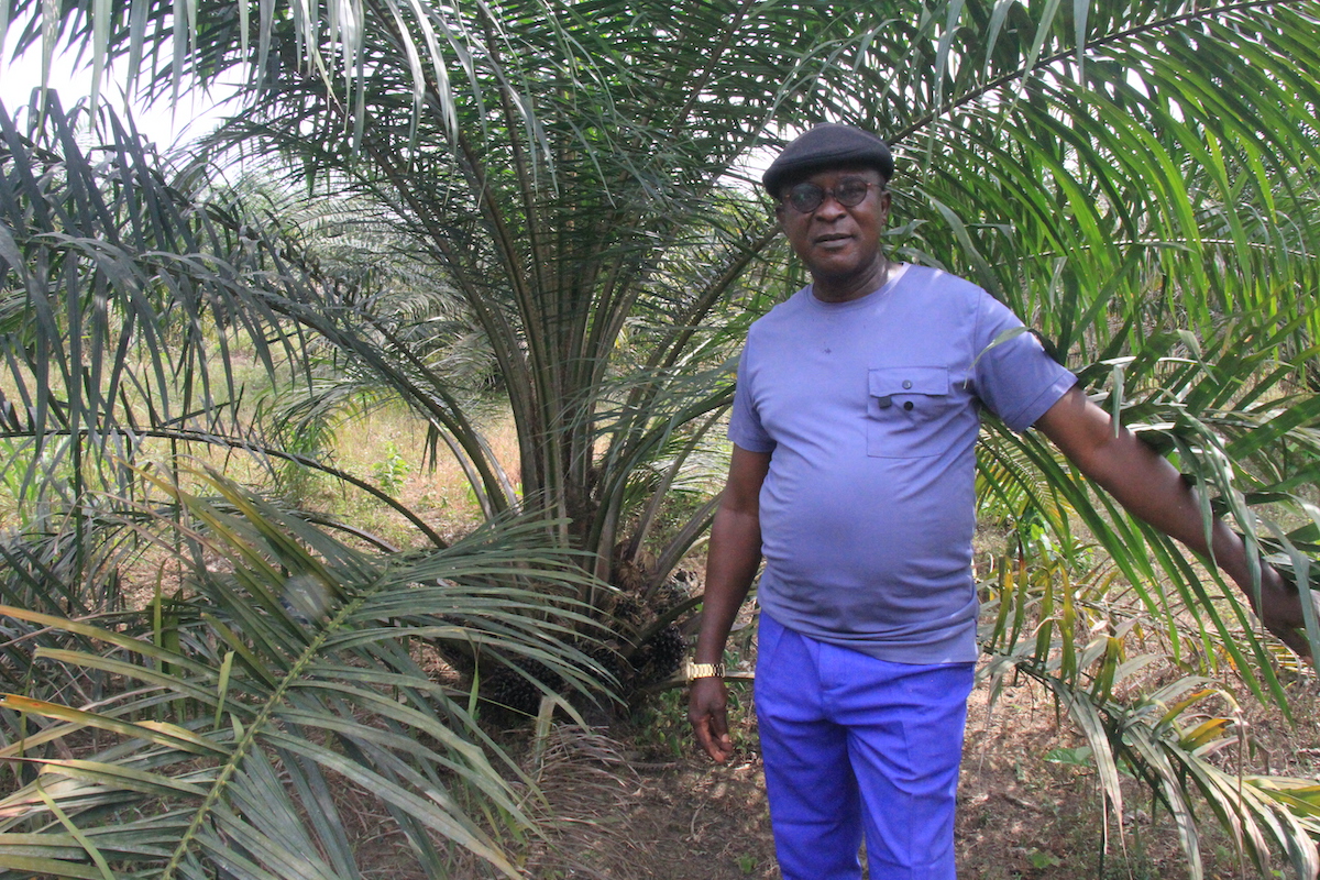 Solidaridad_wa's tweet image. 2/2 Thanks to #NISCOPS, he gained access to quality seedlings &amp;amp; training. Today, Michael manages a thriving 33-hectare oil palm farm that has become a learning hub for farmers in his community. NISCOPS is funded by @DutchMFA &amp;amp; @FCDOGovUK. 
Find out more:
solidaridadnetwork.org/story/how-an-o…