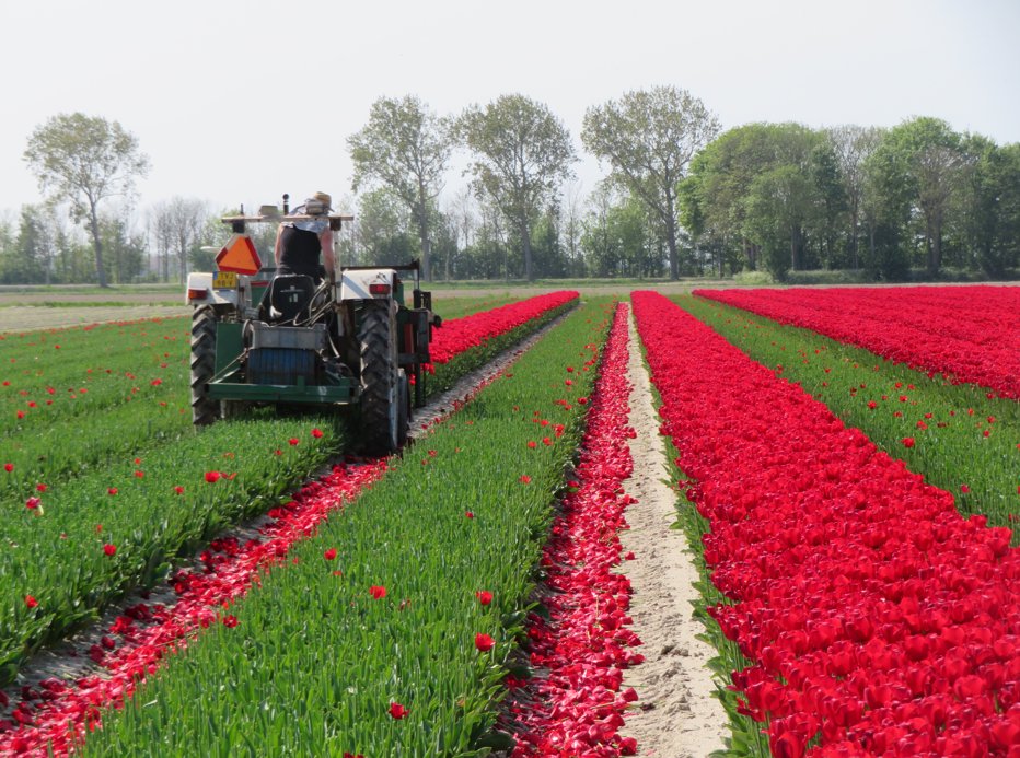🌷𝗡𝗮 𝗵𝗲𝘁 𝗸𝗼𝗽𝗽𝗲𝗻: bescherm je tulpen met Frutogard.
💧Na het droge voorjaar en lage vuurdruk biedt Frutogard nu de juiste bescherming.
🛡️Groene werking + extra effect door algen &amp; aminozuren.
#Frutogard #duurzameteelt #bloembollen #tulpen #GrowingTogether