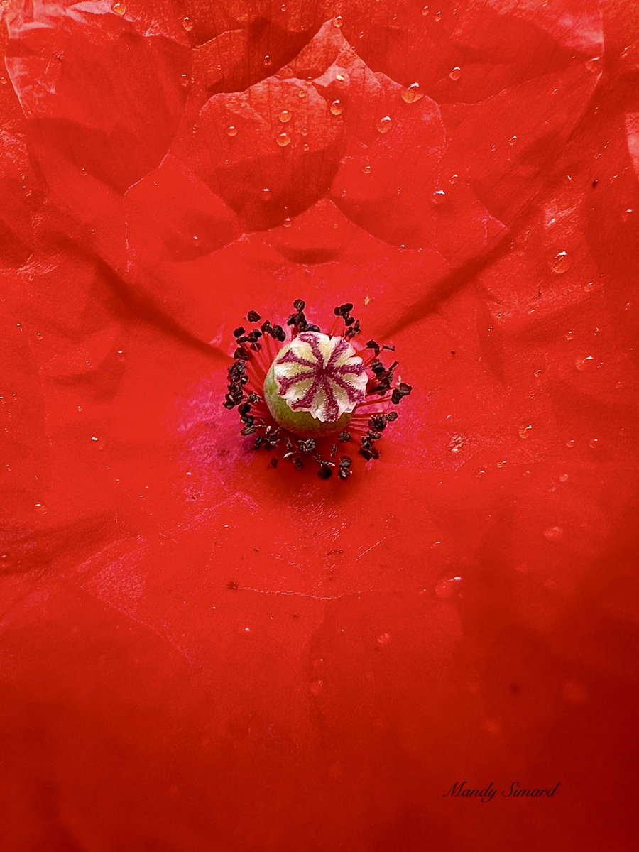 Let’s see your flower pictures!🌸📸