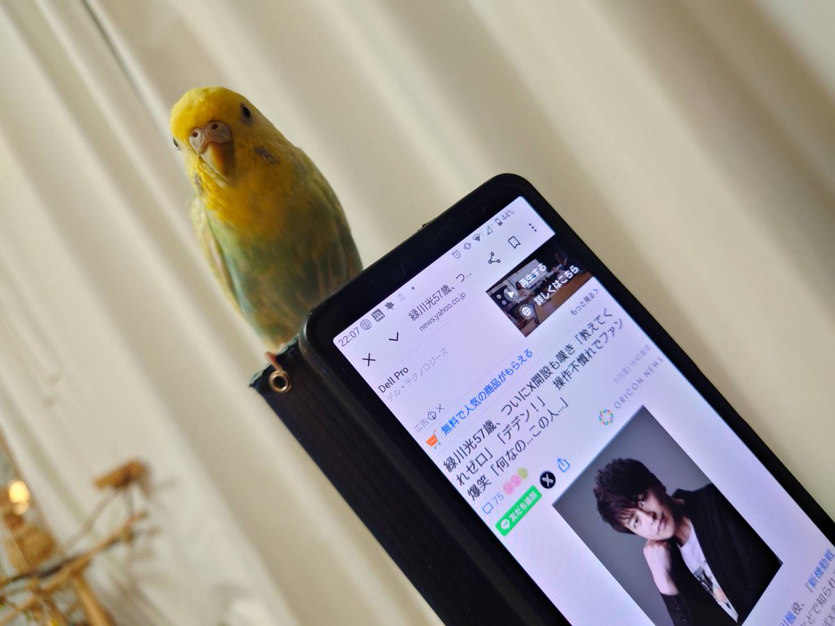 スマホの上で寛ぐレたま🕊
緑川光さん、X始めたんや😆嬉✨