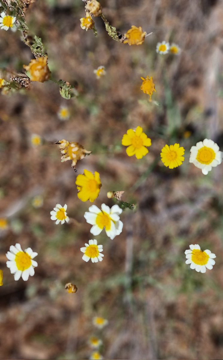 toninadalurrea's tweet image. 