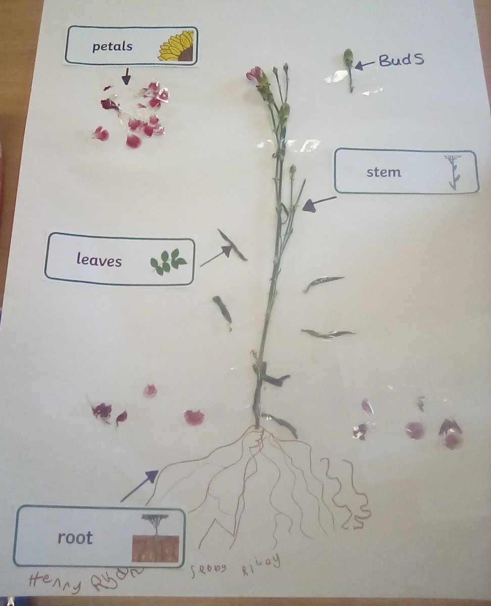 EyePrimary1's tweet photo. 🌼 Year 1 Budding Scientists! 🌼

Yesterday, Year 1 launched their new Science topic all about Plants! The children enjoyed working in small groups to carefully dissect and label the parts of a real flower, getting hands-on with petals, stems, and leaves.
🌱🔍💐 https://t.co/1B9GgjqZPi
