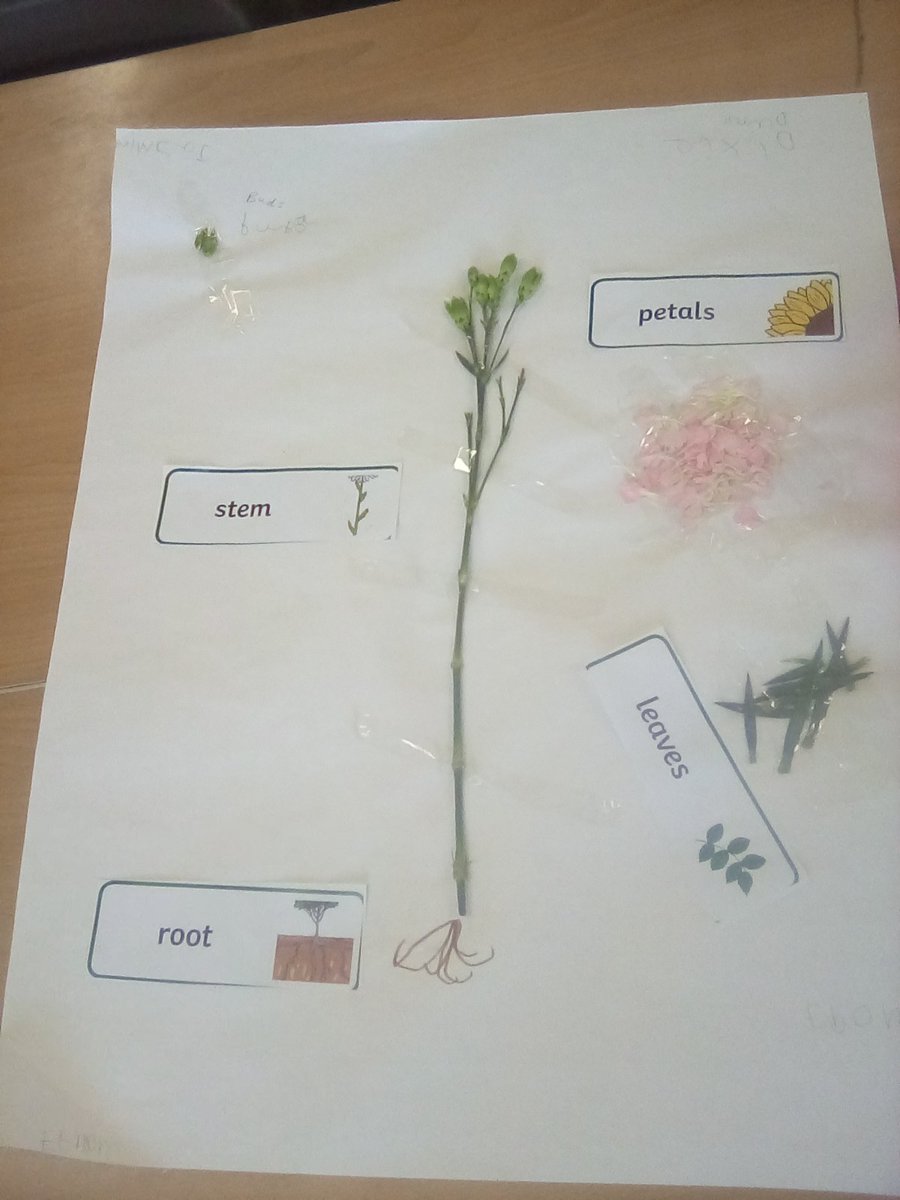 🌼 Year 1 Budding Scientists! 🌼

Yesterday, Year 1 launched their new Science topic all about Plants! The children enjoyed working in small groups to carefully dissect and label the parts of a real flower, getting hands-on with petals, stems, and leaves.
🌱🔍💐