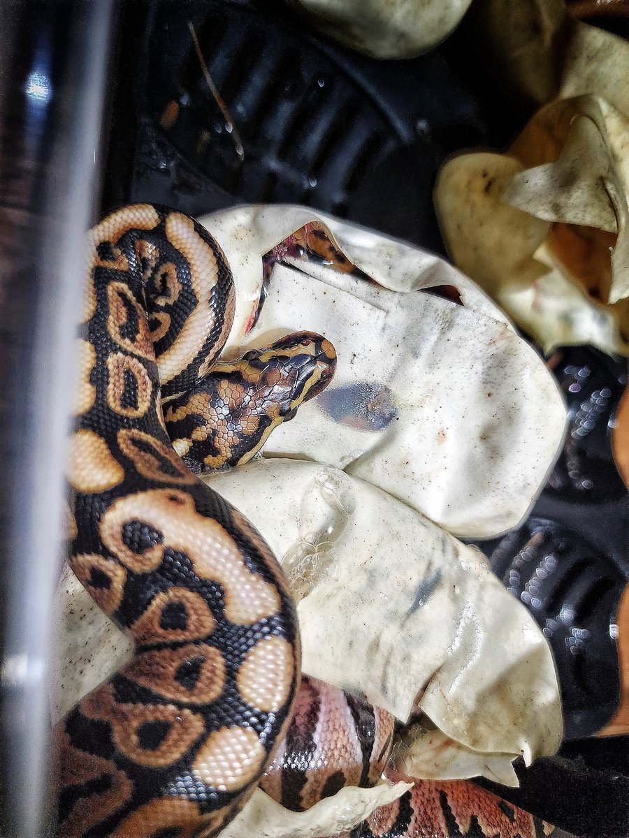 Our first baby out of the egg! #Reptiles #BallPythons #DBallPythons