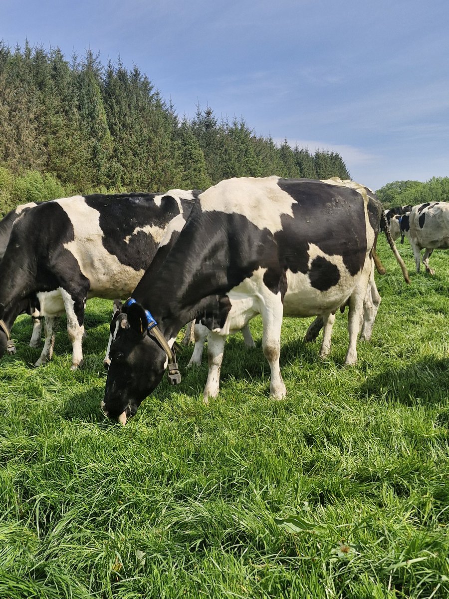 2pintpaddy's tweet photo. 21 Day Submission Rate
Cows = 81%
Heifers = 100%
#SubmissionRates #BreedingSeason2025๐ฎ๐ช๐ #SenseHubCollors #EfficientFarmSystems @MunsterBovine https://t.co/brQLxcidKD