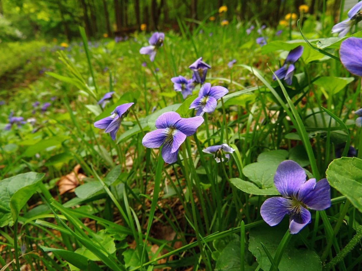 'My father had always told me that my birthday was the first day of spring. Not a specific day of the year,but the feeling- an undercurrent of warmth waking up the earth.The scent of violets. Green in the air, he called it.'

~Erica Bauermeister
The Scent Keeper