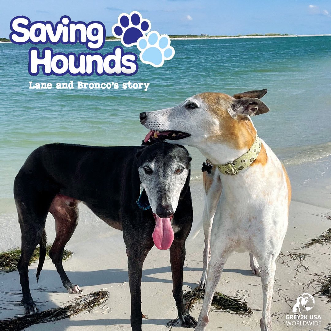 Meet Lane and Bronco, two of the incredible dogs featured in our 2025 International Greyhound Freedom calendar. We're honored to share their story with you:

🐾 Lane was a gentle soul — a sensitive, 80-pound Mama’s boy who made every day brighter with his calm presence and quiet