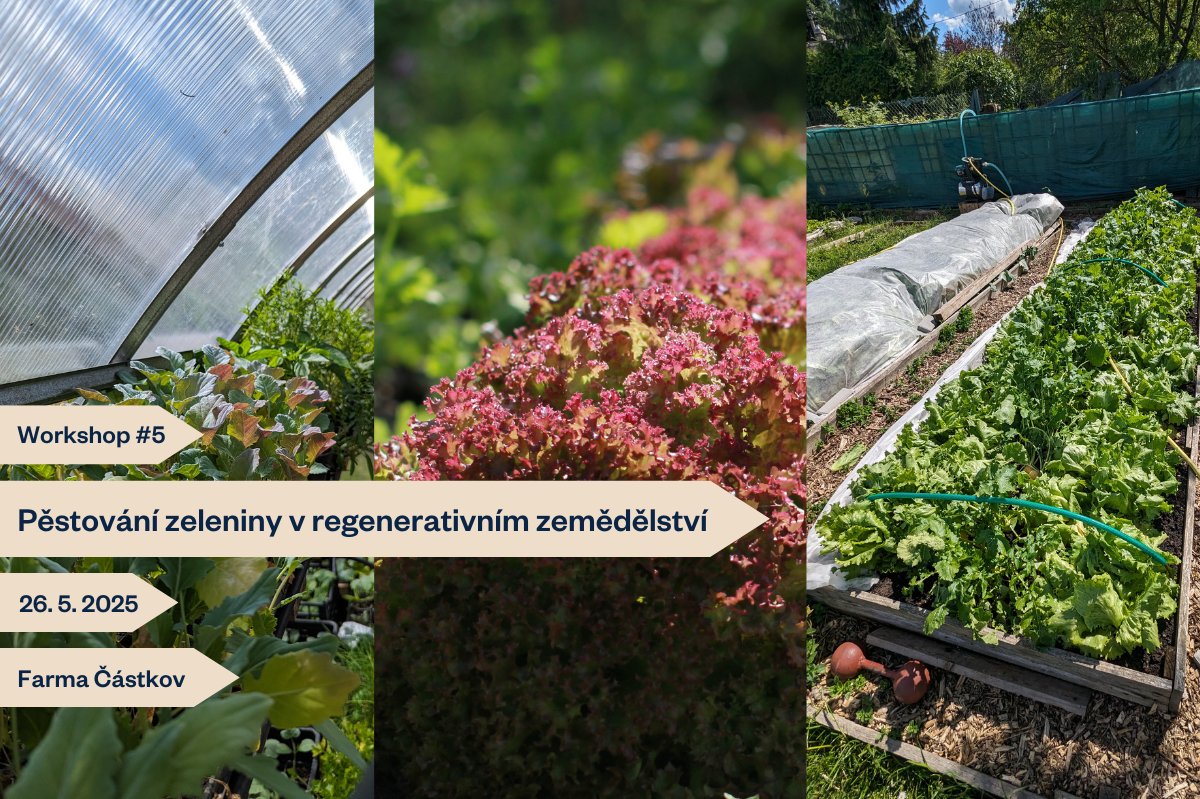 Jak pěstovat zeleninu v oblasti s podprůměrnými srážkami s minimální potřebou zalévání? Regenerativně. Úspěšně to má vyzkoušeno Simona Hrochová z Rodinné farmy Částkov. 

Přijeďte na workshop Pěstování zeleniny v regenerativním zemědělství 26. 5. 2025👇🏻
forms.gle/Ed7h2je9PtvErd…