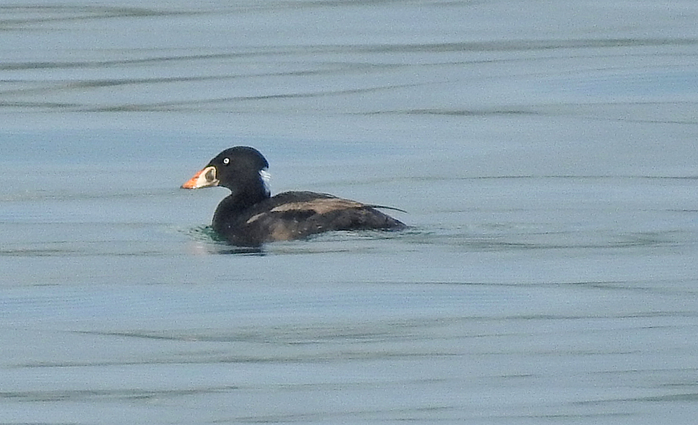 Mike Langman (@clennonvalley) on Twitter photo My guided cruise around Torbay on <a href="/KellysheroDavid/">David Saunders</a> this morning went beter than could be planned! Surf Scoter, Red-necked Grebe, Great Northern Diver, Puffin, Manx Shearwaters, Purple Sandpiper, Harbour Porpoises coffee buiscuits and good company! My guided cruise around Torbay on <a href="/KellysheroDavid/">David Saunders</a> this morning went beter than could be planned! Surf Scoter, Red-necked Grebe, Great Northern Diver, Puffin, Manx Shearwaters, Purple Sandpiper, Harbour Porpoises coffee buiscuits and good company!