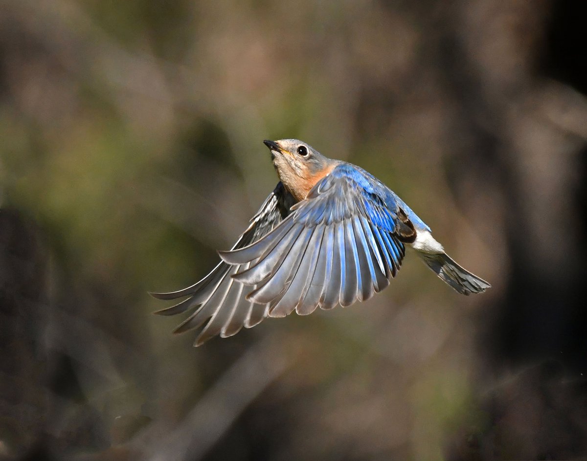 StuartH89403516's tweet photo. #FlyDay #Birds #WildlifePhotography
 Eastern Bluebird, female. https://t.co/7QVDFU4k0B