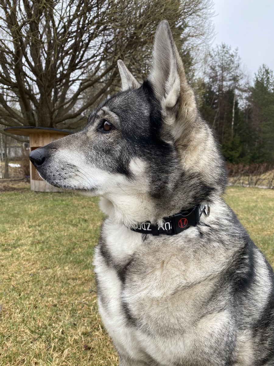 AnxiousGhosts's tweet photo. @odetoHA leia loves her new clancy collar, she thinks it makes her look lavish ✨ https://t.co/4Zk3u2UFmR