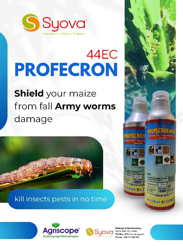 a_syova's tweet photo. π Fall Armyworm can cause up to 80% yield loss if left unchecked!
π‘οΈ Fight back with Profecron 44EC β dual-action power from Cypermethrin + Profenofos.
π½ Protect your maize, protect your profits!
π 0778884885 | 0700399409
#SyovaSeedUG #FAW #Profecron44EC #MaizeProtection https://t.co/02tPzfto1L