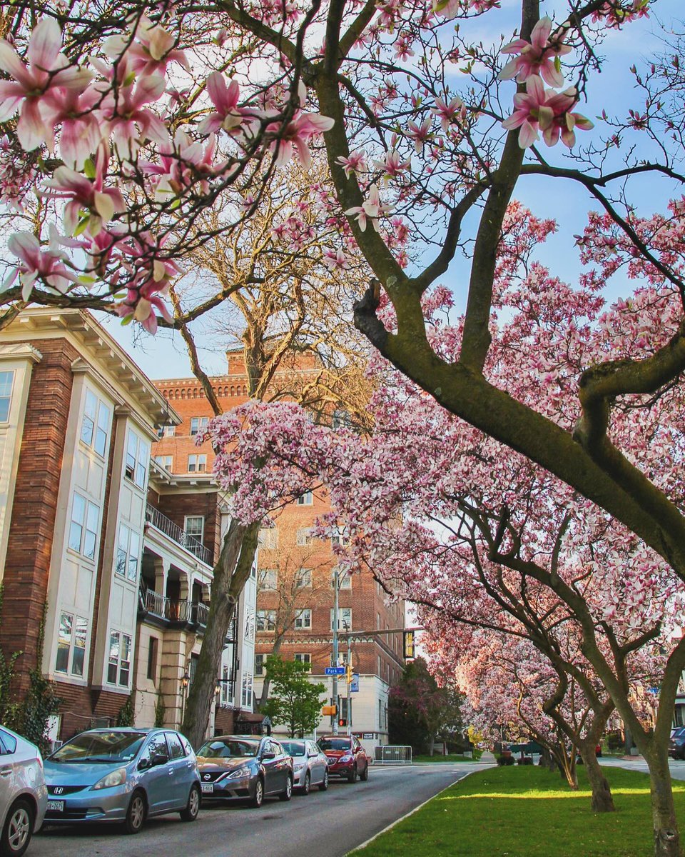 This week’s #ROCTopShots winner, with most online votes, is Gianluca D. 🌸🏙️ #roc