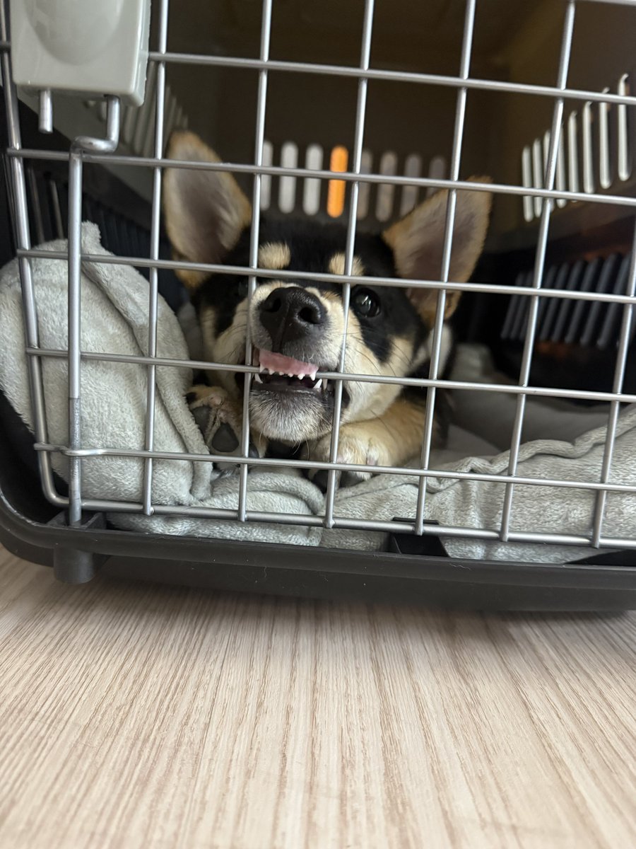 가리.
성질머리 뭐야?