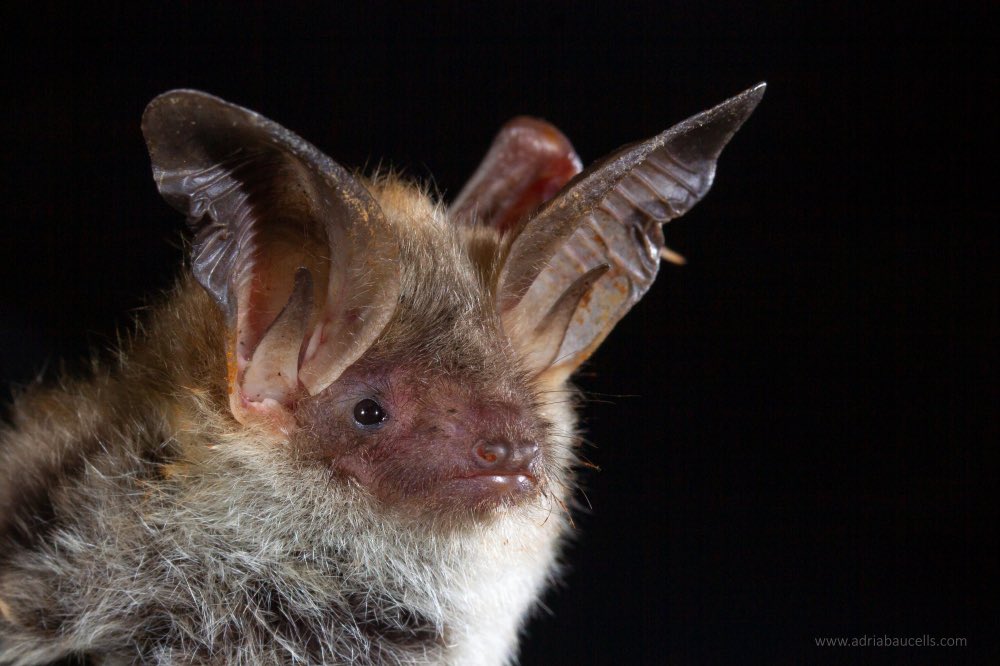 “The smell of familiarity”. Check out this new 📄 by <a href="/SofiaRizzi94/">Sofia Rizzi</a> and collaborators on #Bechstein 🦇 #roosting selection. They suggest that females use #conspecific #odours in roost selection. #Animal #Behaviour

👀🔎 doi.org/10.1016/j.anbe…