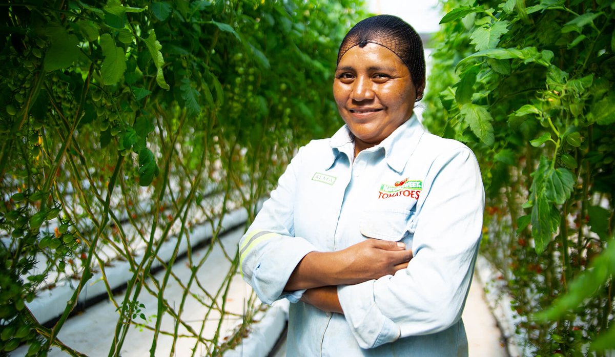 Aeroculture specialists grow plants without soil; generally by suspending them above sprays that moisten their roots with water and nutrients. Learn more about what it takes with Seed Your Future's Career Lookup Tool!

seedyourfuture.org/careers#aerocu…