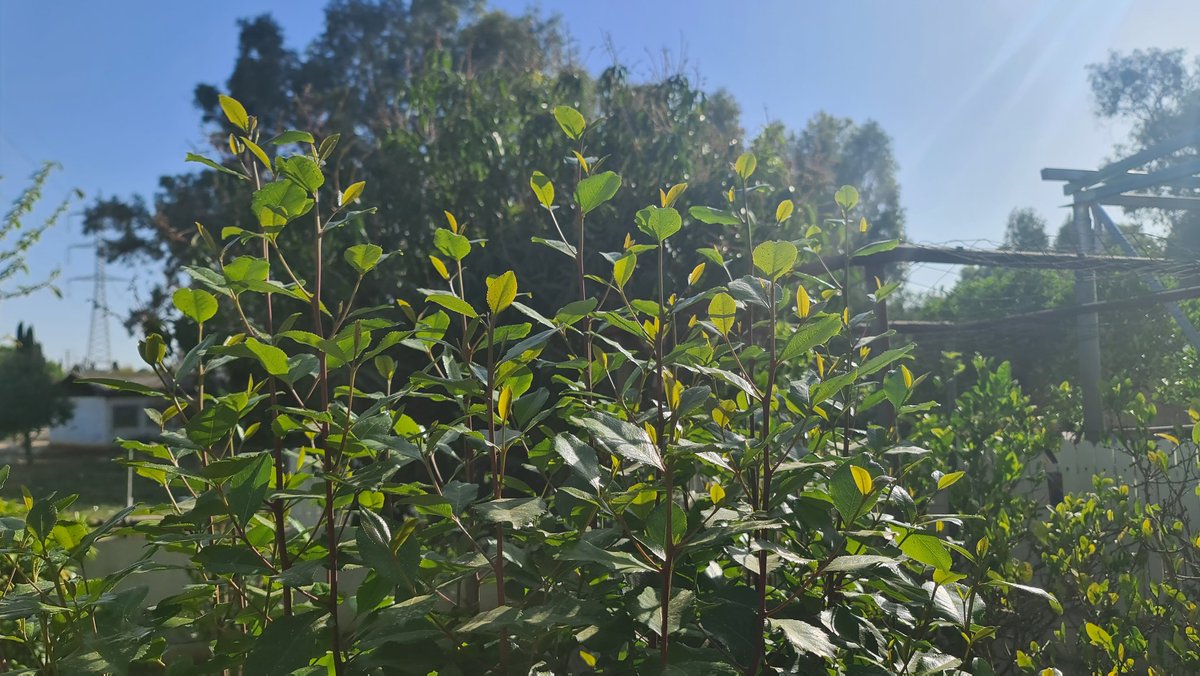 אין כמו הגת אצל ההורים בחצר🤟