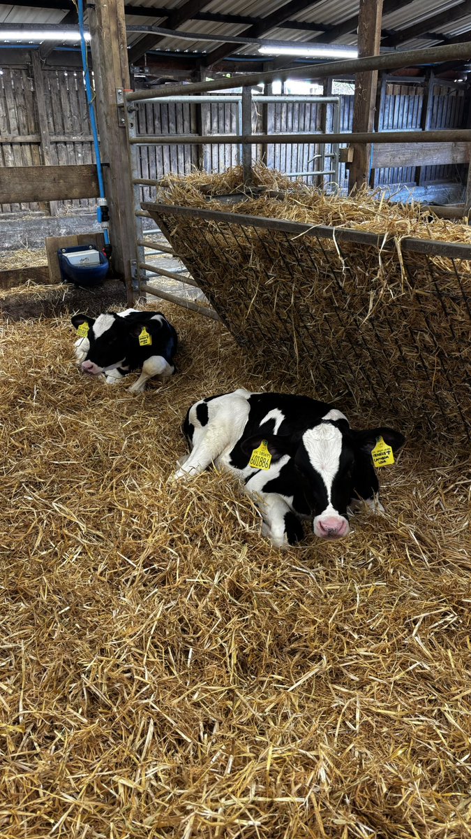 We learnt lots about where are food comes from and how cows are milked <a href="/StPetersAshton/">St Peter’s CE Ashton</a> 🥛🐮👨🏻‍🌾