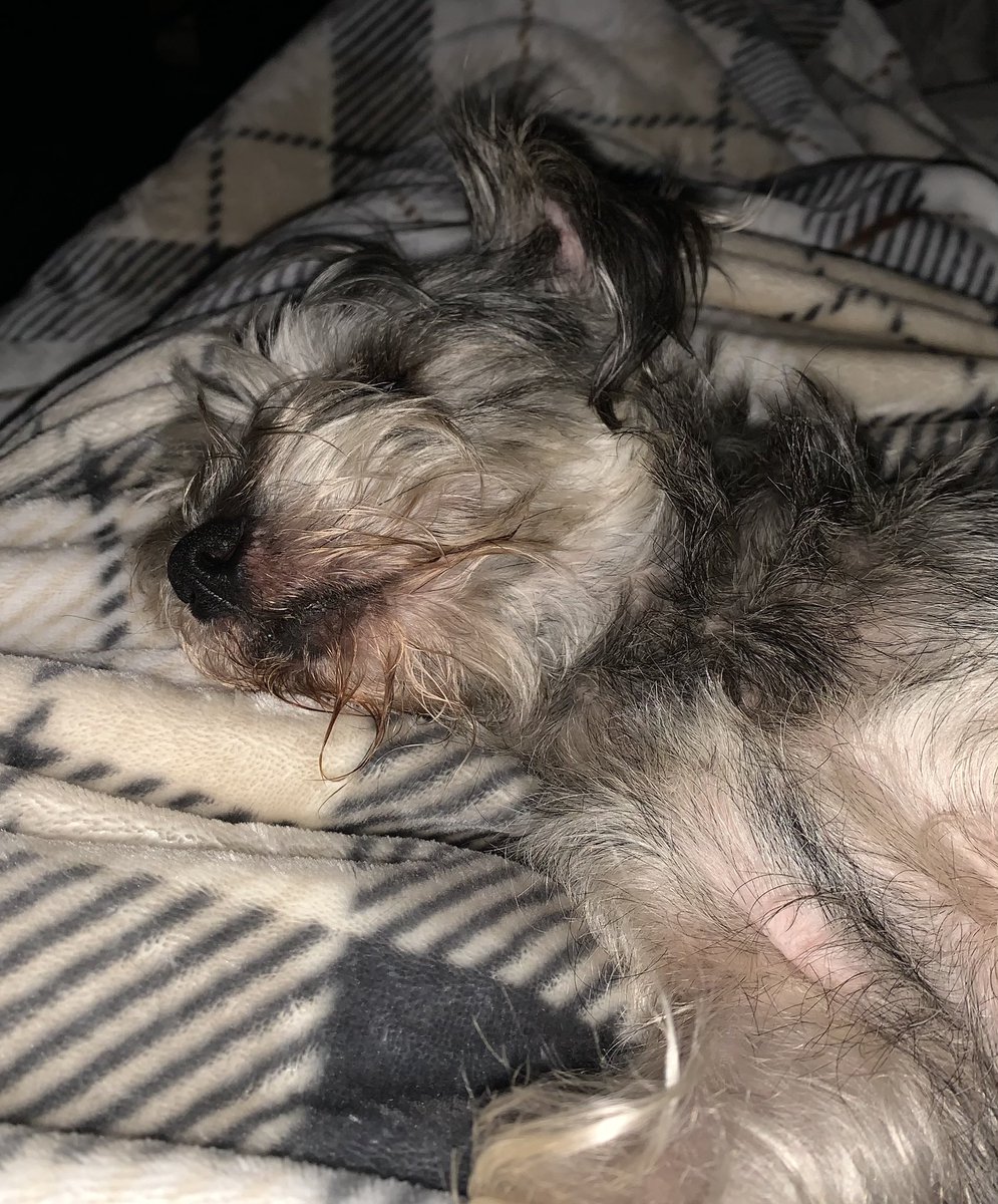Happy Friday friends! Sleeping in! It’s rainy 🌧️ outside! Have a great day! ☺️💕🤗🐾
#dogsoftwitter #schnauzergang