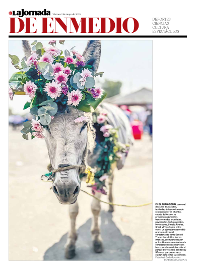 lajornadaonline's tweet photo. Hoy en #LaJornadaDeEnmedio:
En el tradicional carnaval de #asnos disfrazados, festividad única en el mundo realizada ayer en Otumba, estado de México, se presentaron jumentos transformados en piñatas, pavorreales, tortugas ninja, Shrek, entre otros.
https://t.co/Ywj1gk4TMS https://t.co/pjbqJxRWnZ