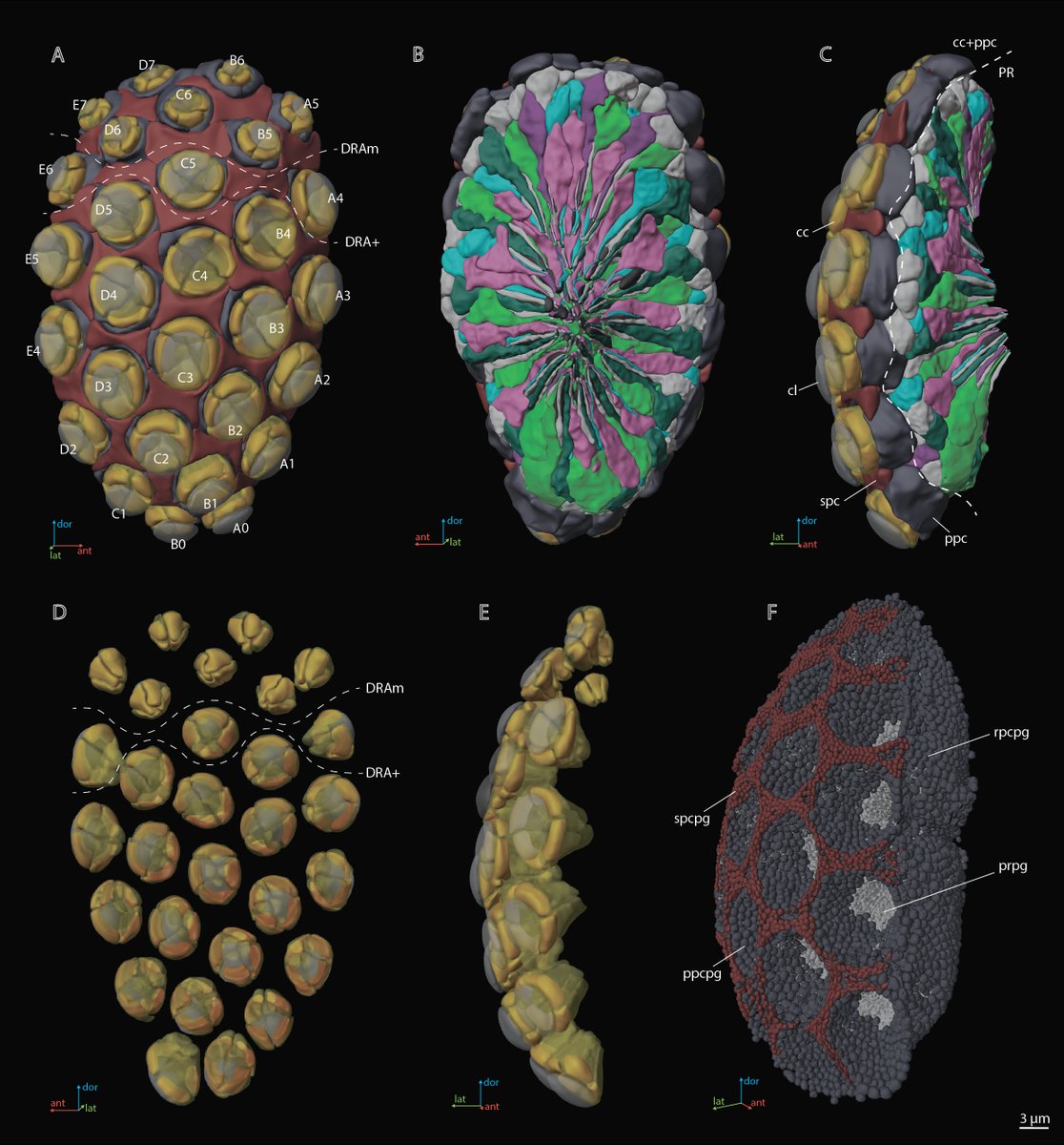 Alexey Polilov 🕊️ (@alexeypolilov) on Twitter photo This is another result of our collaboration with Mitya <a href="/chklovskii/">Dmitri "Mitya"</a>’ s group from Flatiron Institute and Harald Hess’s lab from Janelia. The work is based on fantastic vEM made by Harald Hess's team and infinity manual segmentation done by Anastasia Makarova. This is another result of our collaboration with Mitya <a href="/chklovskii/">Dmitri "Mitya"</a>’ s group from Flatiron Institute and Harald Hess’s lab from Janelia. The work is based on fantastic vEM made by Harald Hess's team and infinity manual segmentation done by Anastasia Makarova.