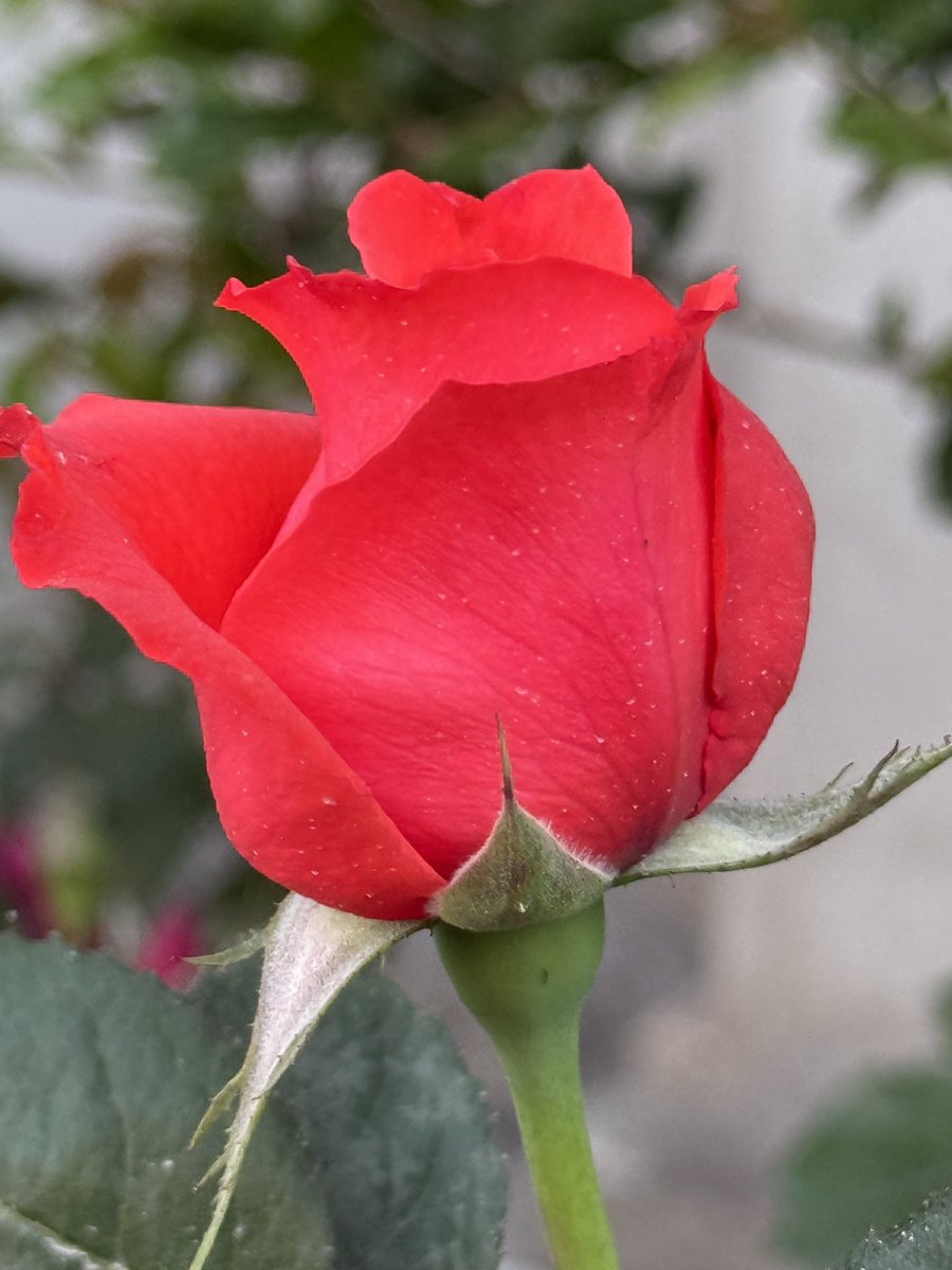 ګلابو ګلانو کی زما د خوښی رنګونه.
ستاسی؟؟؟؟؟
#Rose 
#FlowersOnFriday