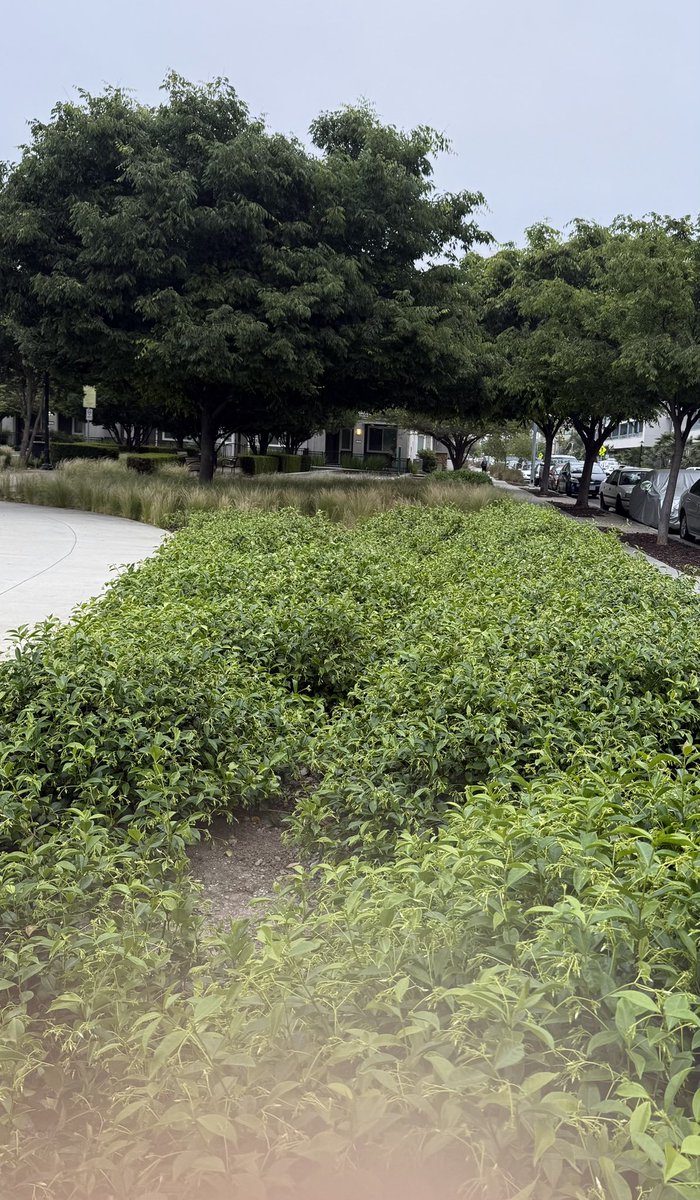 Writing4RRR's tweet image. Night blooming jasmine
billows under prison lights
Mixed income homes