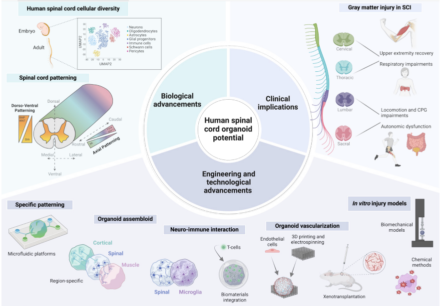 ColinFranzMDphd's tweet image. Check out our perspective article on human spinal cord organoids for studying neurotraumatic injuries just published in Neural Regeneration Research led by Dr. Maria Jose Quezada, DPT, PhD (candidate): journals.lww.com/nrronline/cita…