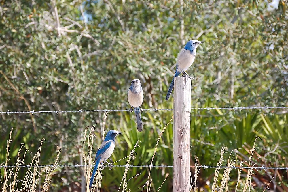 Florida Nature Photography tweet media