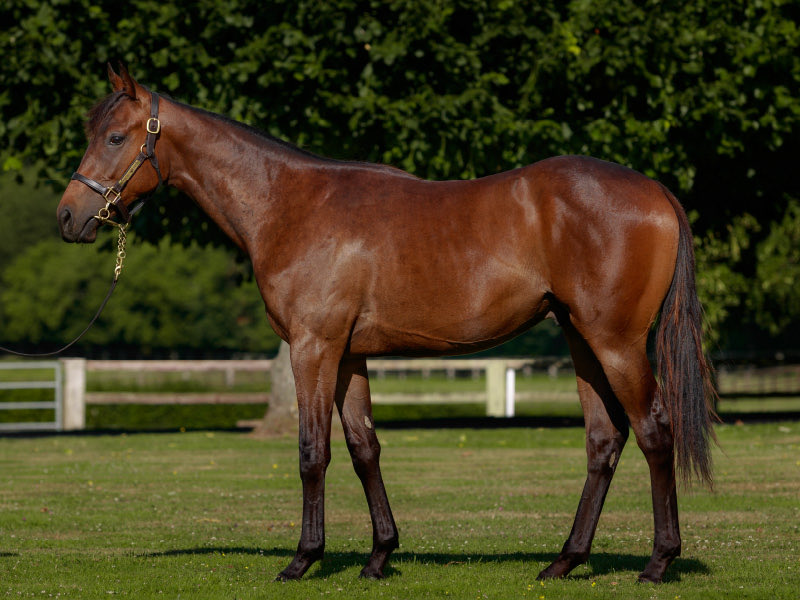 Monceaux homebred Alpine Trail blazes the trail to a perfect 3 for 3 and stakes success in today’s <a href="/NewmarketRace/">Newmarket Racecourse</a> Stakes. 

The son of <a href="/DarleyEurope/">Darley in Europe</a> Dubawi was bred in partnership w/ Jean-Etienne Dubois &amp; Ilse Smits &amp; sold to team <a href="/godolphin/">Godolphin</a> at the 2023 <a href="/InfoArqana/">ARQANA</a> August Sale.