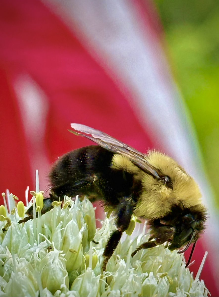 Bumblebee getting work done <a href="/Mrshntress/">Mrs. Hunts4Food70’s</a>