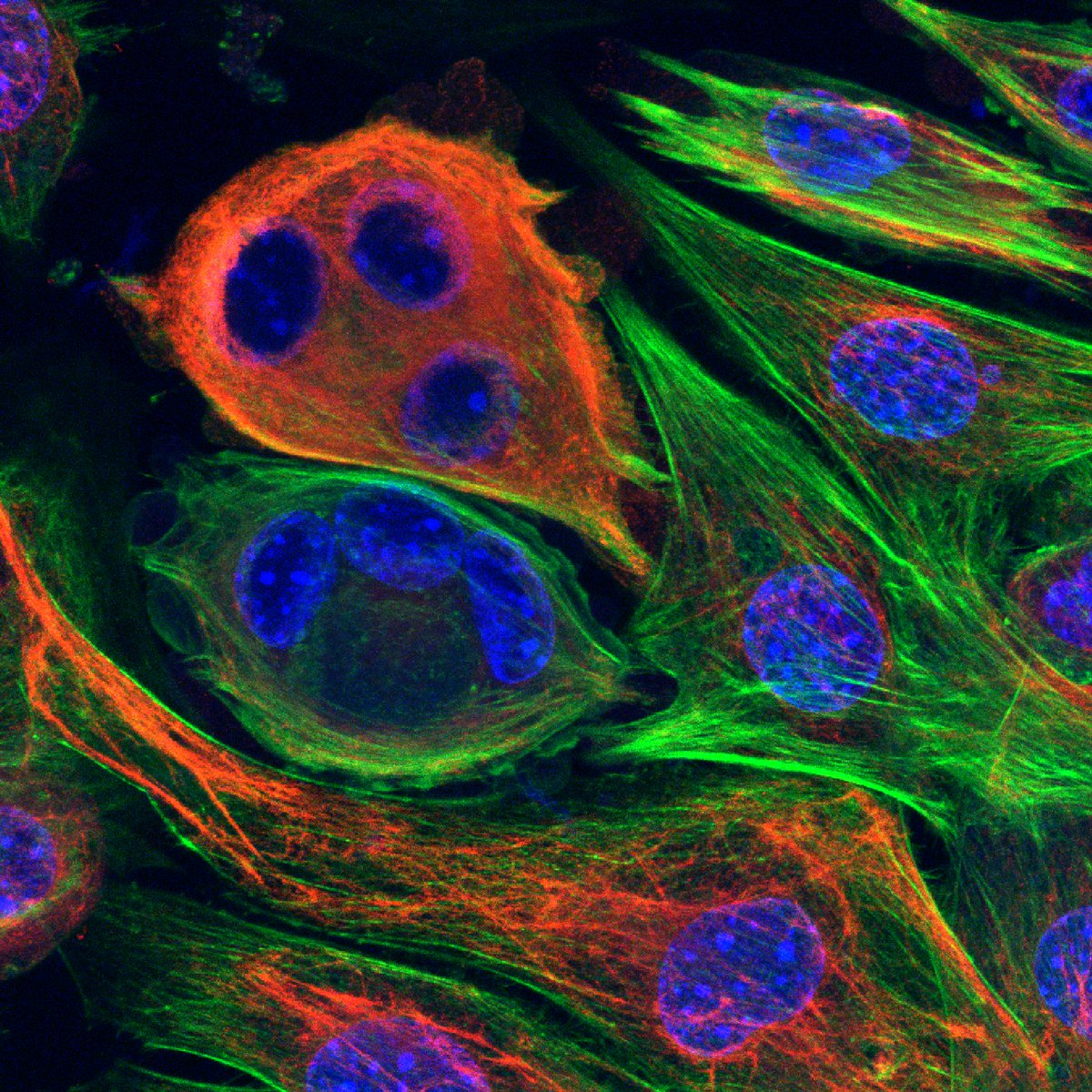 STEMCELL Technologies tweet media