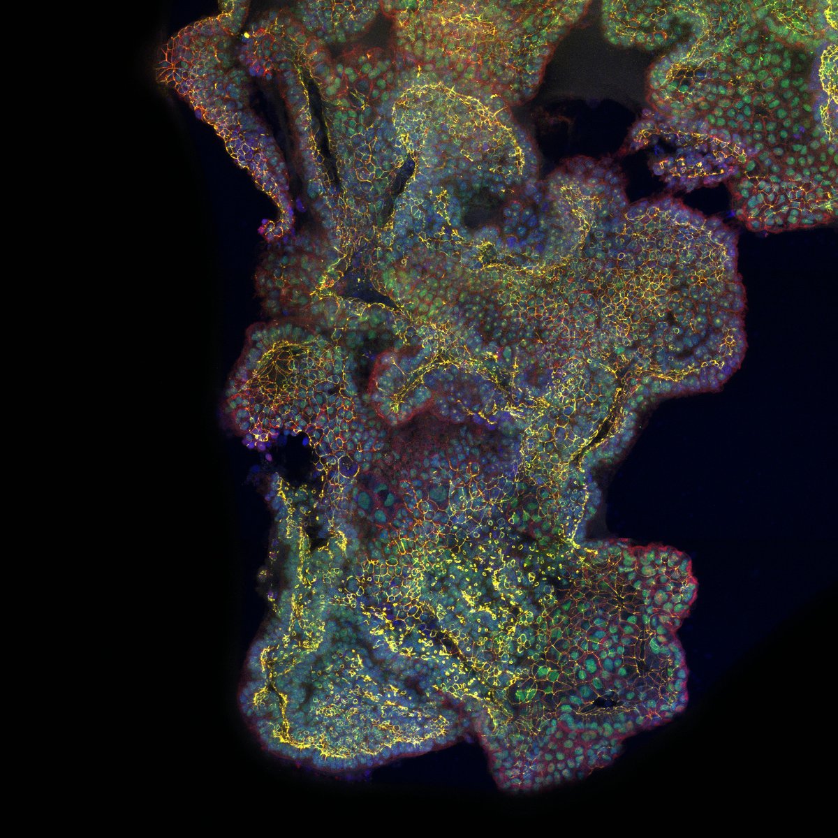 STEMCELL Technologies tweet media