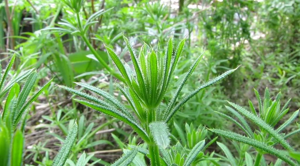 WDCGardener's tweet image. Weeding Out Bad Bedstraws (a noxious weed) in the April 2025 issue of Washington Gardener Magazine. See washingtongardener.blogspot.com/2025/04/april-… 
#gardendc #gardening #weeds #DMV