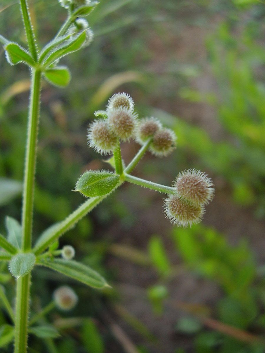 WDCGardener's tweet image. Weeding Out Bad Bedstraws (a noxious weed) in the April 2025 issue of Washington Gardener Magazine. See washingtongardener.blogspot.com/2025/04/april-… 
#gardendc #gardening #weeds #DMV