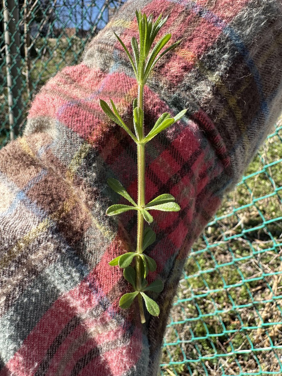 WDCGardener's tweet image. Weeding Out Bad Bedstraws (a noxious weed) in the April 2025 issue of Washington Gardener Magazine. See washingtongardener.blogspot.com/2025/04/april-… 
#gardendc #gardening #weeds #DMV