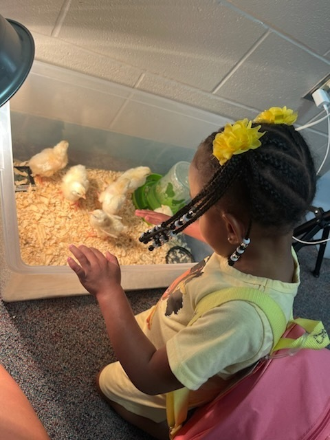 Maplebrook Elem (@humbleisd_mbe) on Twitter photo Pre-K is where the magic happens! Every day is a new adventure full of giggles, games, and growing minds. These little learners are living their absolute best lives! #mbeisfamily <a href="/HumbleISD/">Humble ISD</a> <a href="/HumbleISD_MBE/">Maplebrook Elem</a> Pre-K is where the magic happens! Every day is a new adventure full of giggles, games, and growing minds. These little learners are living their absolute best lives! #mbeisfamily <a href="/HumbleISD/">Humble ISD</a> <a href="/HumbleISD_MBE/">Maplebrook Elem</a>