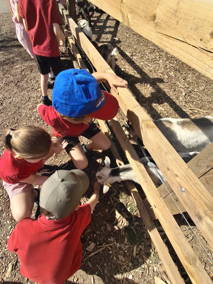 AnstonBrook's tweet image. Our EYFS and KS1 children had an amazing time at Whitepost Farm this week! @WhiteWoodsPAT1