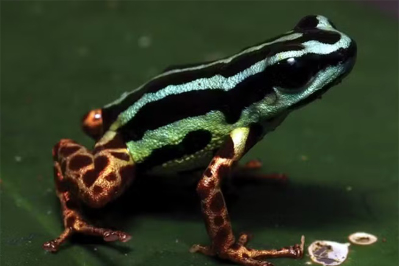 AmazonasAtual's tweet image. 🐸💎 Fofo, pequeno, mas perigoso.

O Aquamarina, sapo descoberto em Eirunepé (AM), tem só 1,7 cm e veneno potente.

Brilha como joia, mas guarda um mistério da floresta 🌿

Foto: Alexander Mônico/Divulgação

👉 Leia no site do Amazonas Atual

#Amazonas #Inpa #Ciência