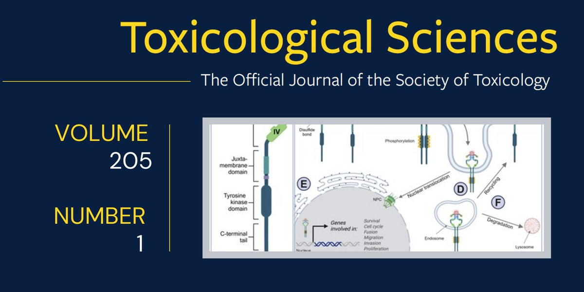 Society of Toxicology (@sotoxicology) on Twitter photo May 2025 <a href="/ToxSci/">Toxicological Sciences</a> In-Depth Review—Epidermal Growth Factor Receptor in Placental Health and Disease: Pathways, Dysfunction, and Chemical Disruption academic.oup.com/toxsci/article… May 2025 <a href="/ToxSci/">Toxicological Sciences</a> In-Depth Review—Epidermal Growth Factor Receptor in Placental Health and Disease: Pathways, Dysfunction, and Chemical Disruption academic.oup.com/toxsci/article…